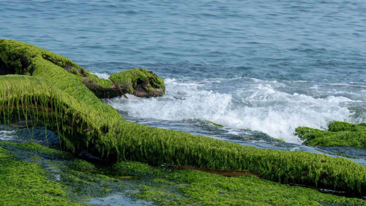 Os benefícios incríveis do alga marinha para a saúde