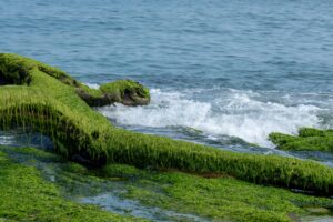 Os benefícios incríveis do alga marinha para a saúde