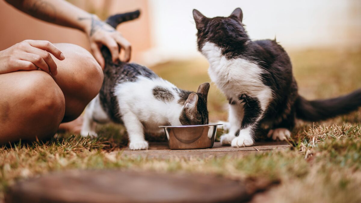 É possível identificar um narcisista pelos seus hábitos alimentares? Evidências e implicações