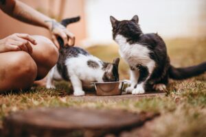 É possível identificar um narcisista pelos seus hábitos alimentares? Evidências e implicações