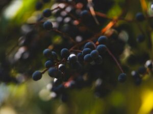 Vitaminas Essenciais para a Saúde: Benefícios, Fontes e Dicas para uma Alimentação Equilibrada