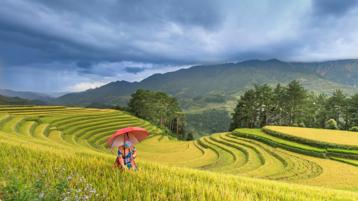 Arroz: o inimigo invisível do aquecimento global? Entenda o risco de contaminação e câncer