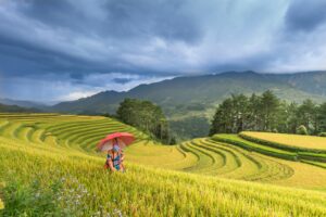 Arroz: o inimigo invisível do aquecimento global? Entenda o risco de contaminação e câncer