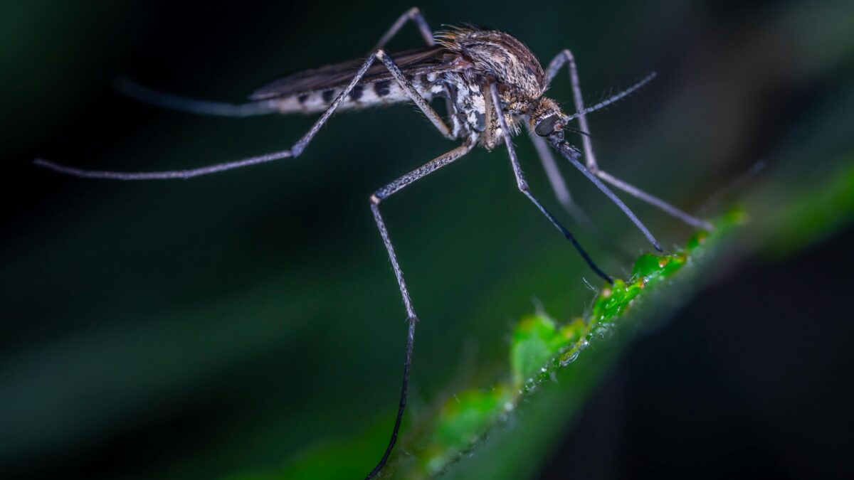 Dengue: O que você precisa saber sobre a nova vacina brasileira de dose única