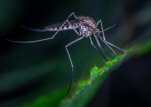 Dengue: O que você precisa saber sobre a nova vacina brasileira de dose única